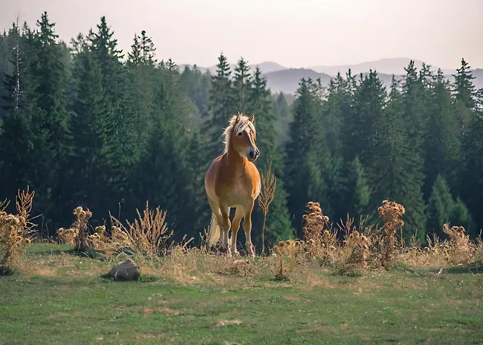 Carpe Diem * Pamporowo